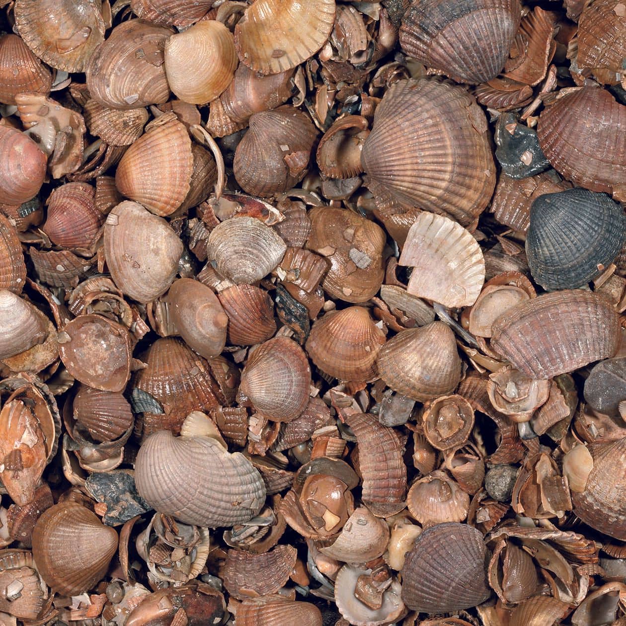 Schelpen (schoongewassen)