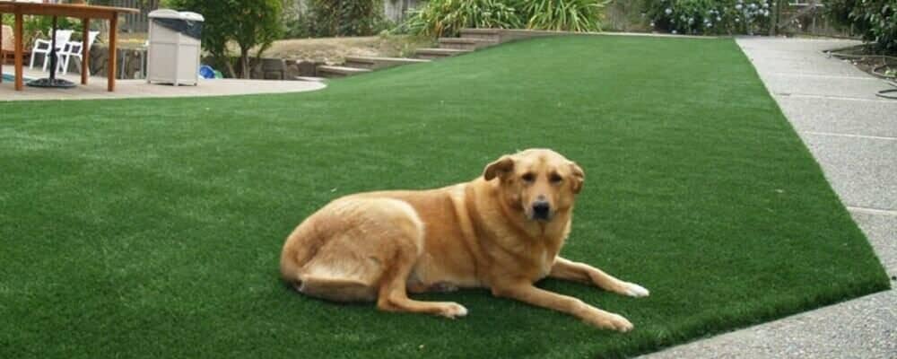 Afbeelding van Diervriendelijk kunstgras – ruime keuze bij Nudetuin