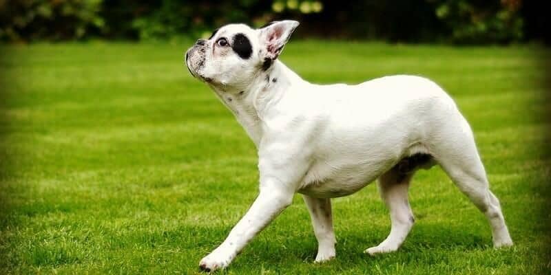 Afbeelding van Kunstgras en huisdieren: voorkom gevaren!