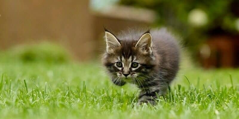 Afbeelding van Is kunstgras veilig voor dieren en kinderen?