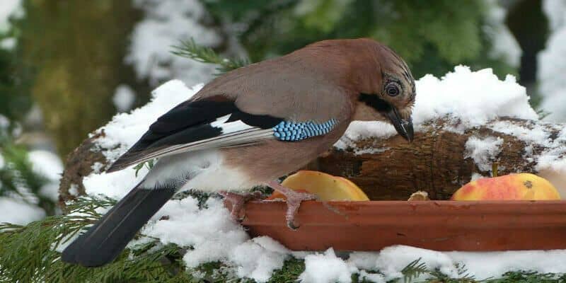 Afbeelding van Je tuin winterklaar maken? 8 tips!