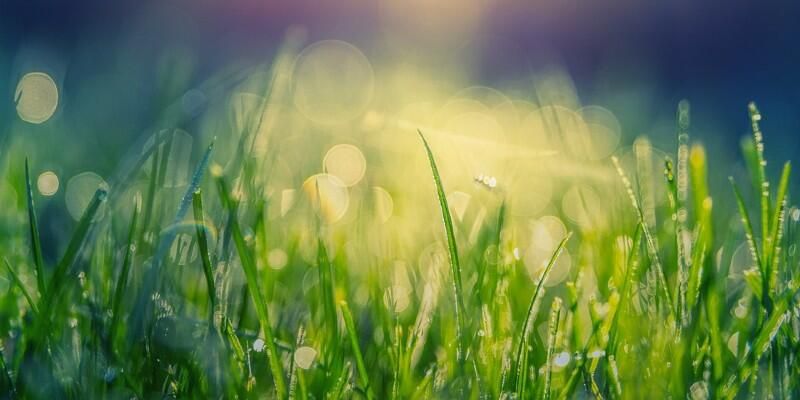 Afbeelding van Kunstgras in de zon: wat moet je weten?