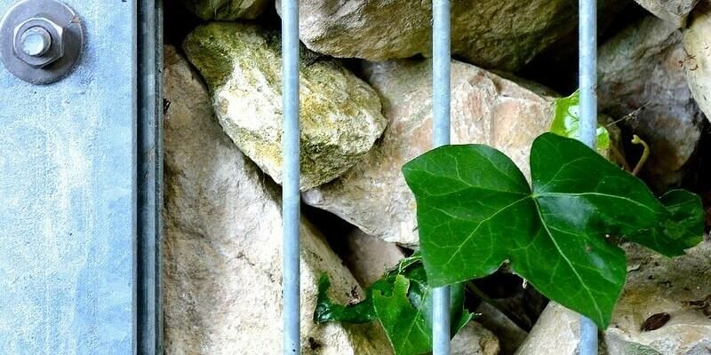 Afbeelding van Schanskorven bestellen: 6 goede redenen!