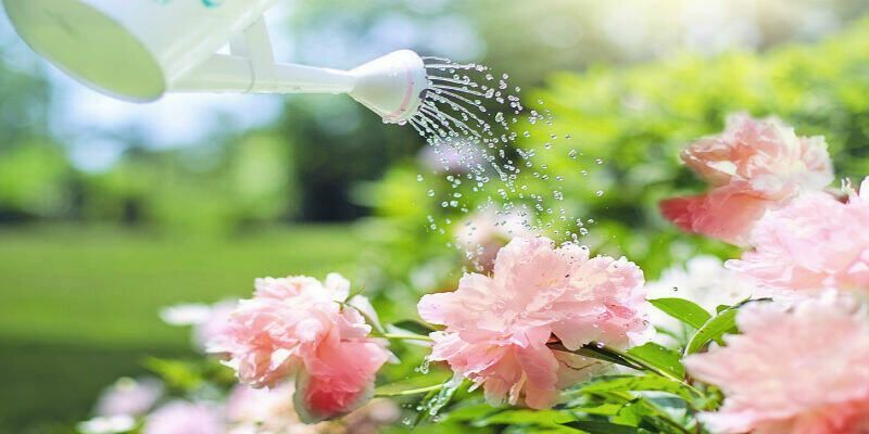 Afbeelding van Tuintips juni: dit heeft je tuin in juni nodig!