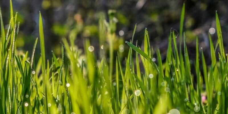 Afbeelding van Kun je echt gras onder kunstgras laten liggen?