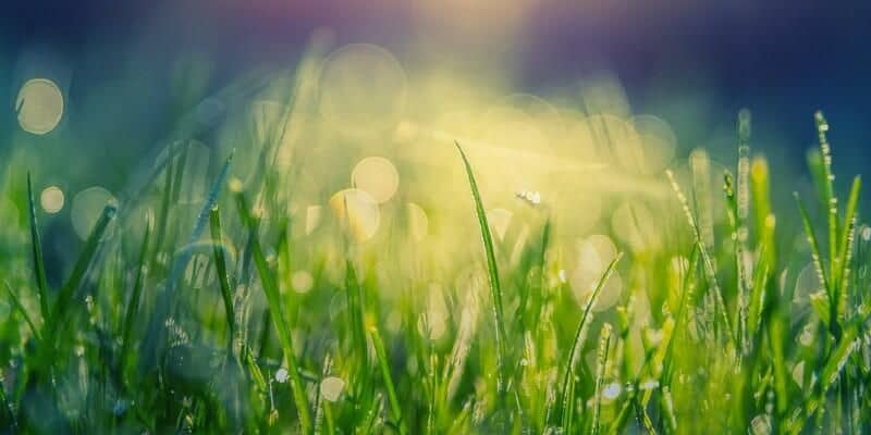Afbeelding van Kunstgras in de zon: wat moet je weten?