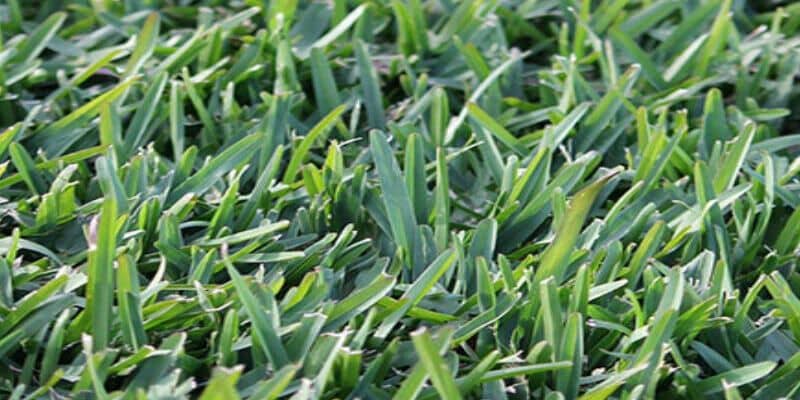 Afbeelding van Kunstgrasvezels: 9 verschillende mesvormen