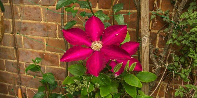 Afbeelding van Je tuin groter laten lijken? 5 tips!