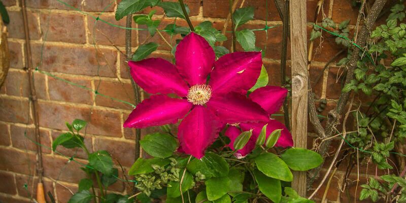 Afbeelding van Je tuin groter laten lijken? 5 tips!