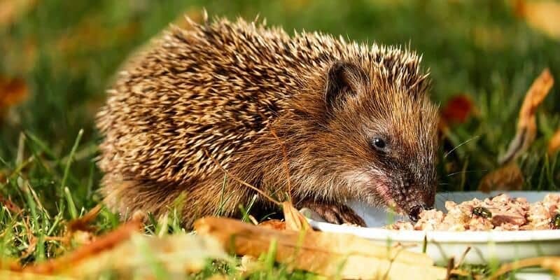 Afbeelding van Tuintrends voor 2021: de selectie van Nudetuin