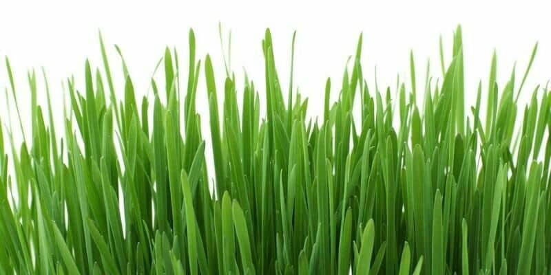 Afbeelding van Wat is de beste hoogte van kunstgras?