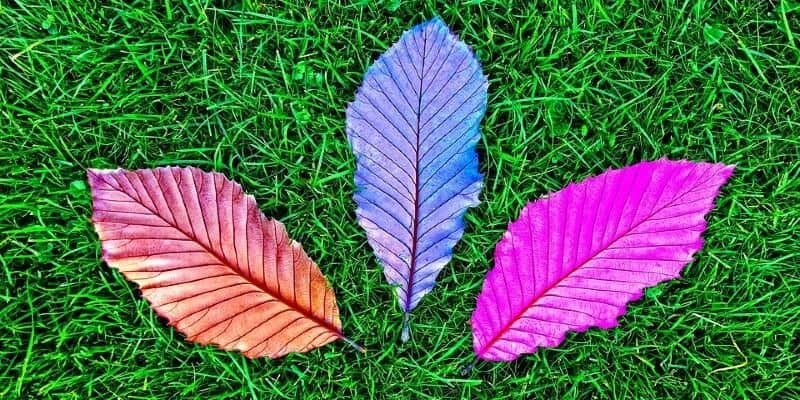 Afbeelding van Omgaan met kunstgras: veel gemaakte fouten